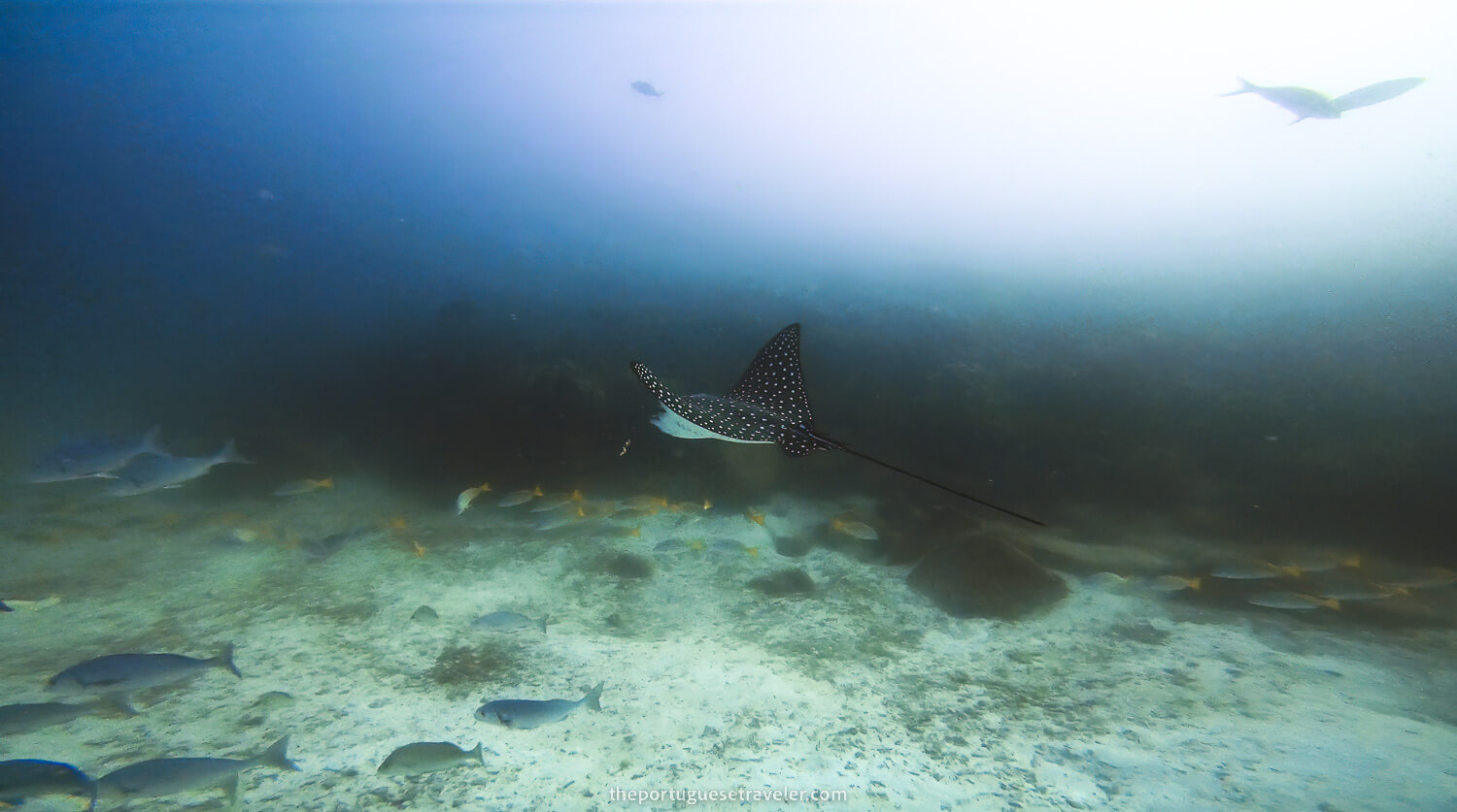 A spotted eagle ray in Mosquera dive site