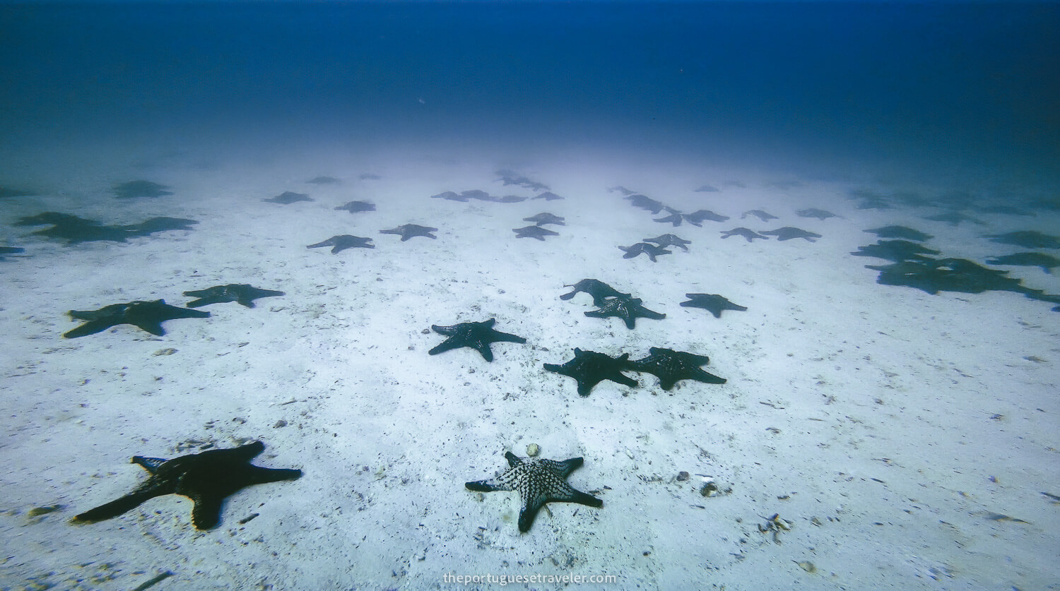 The starfish sea while diving in Mosquera