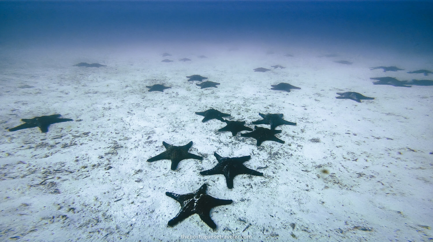 A sea of starfish in Mosquera Islet dive site in Santa Cruz, Galápagos