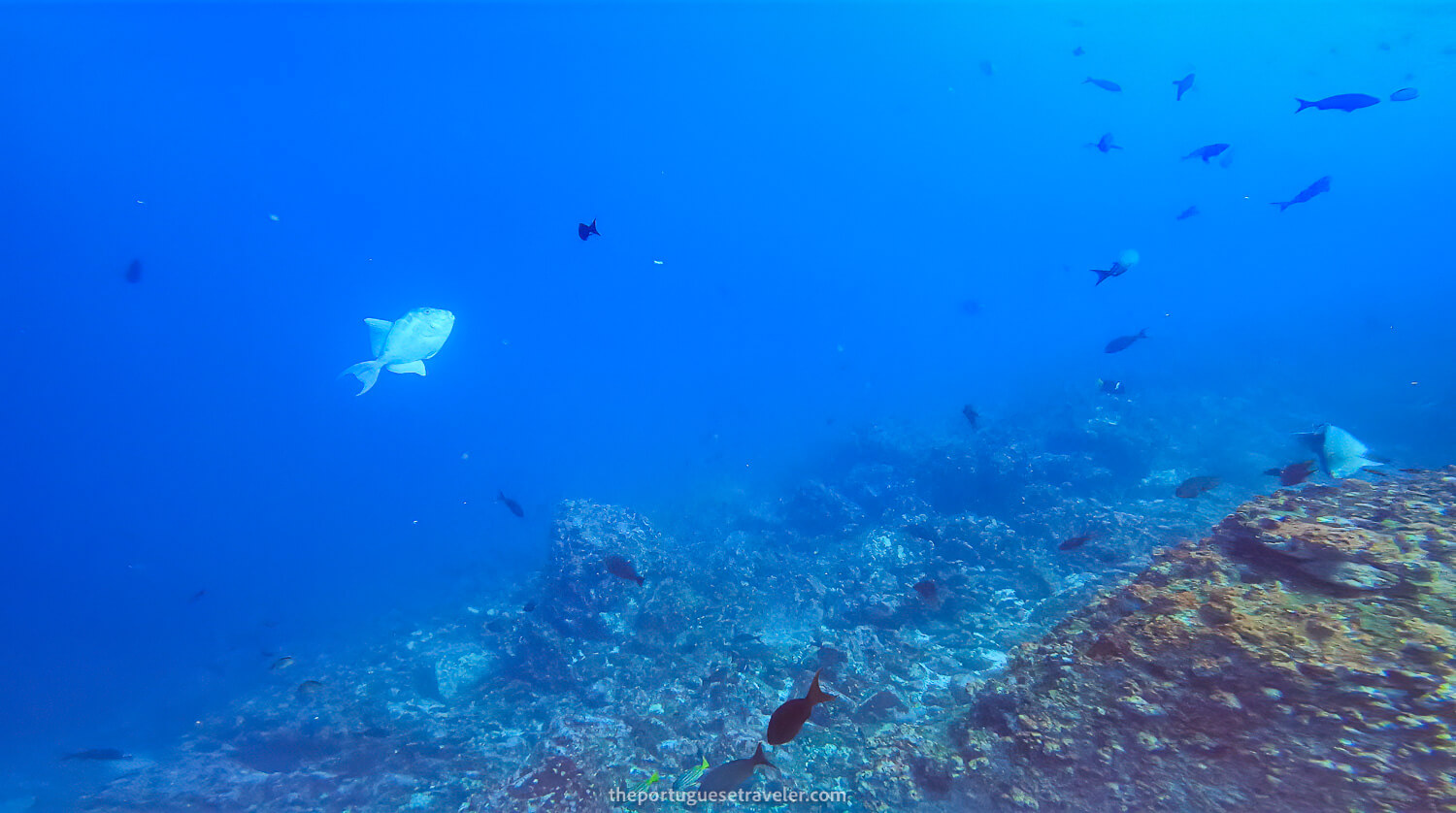 A Triggerfish