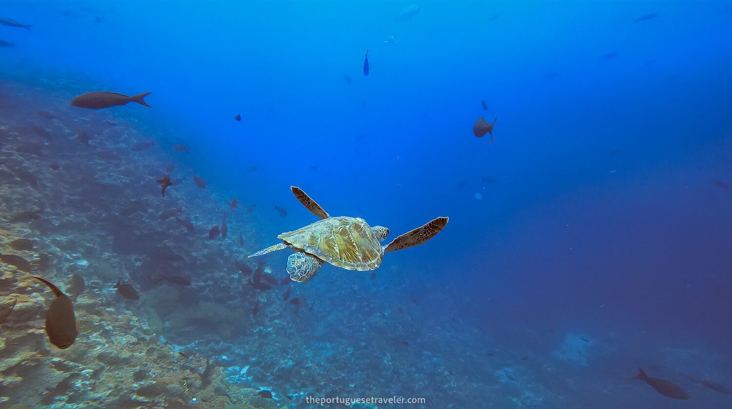 A Green Turtle at Gordon Rocks dive site