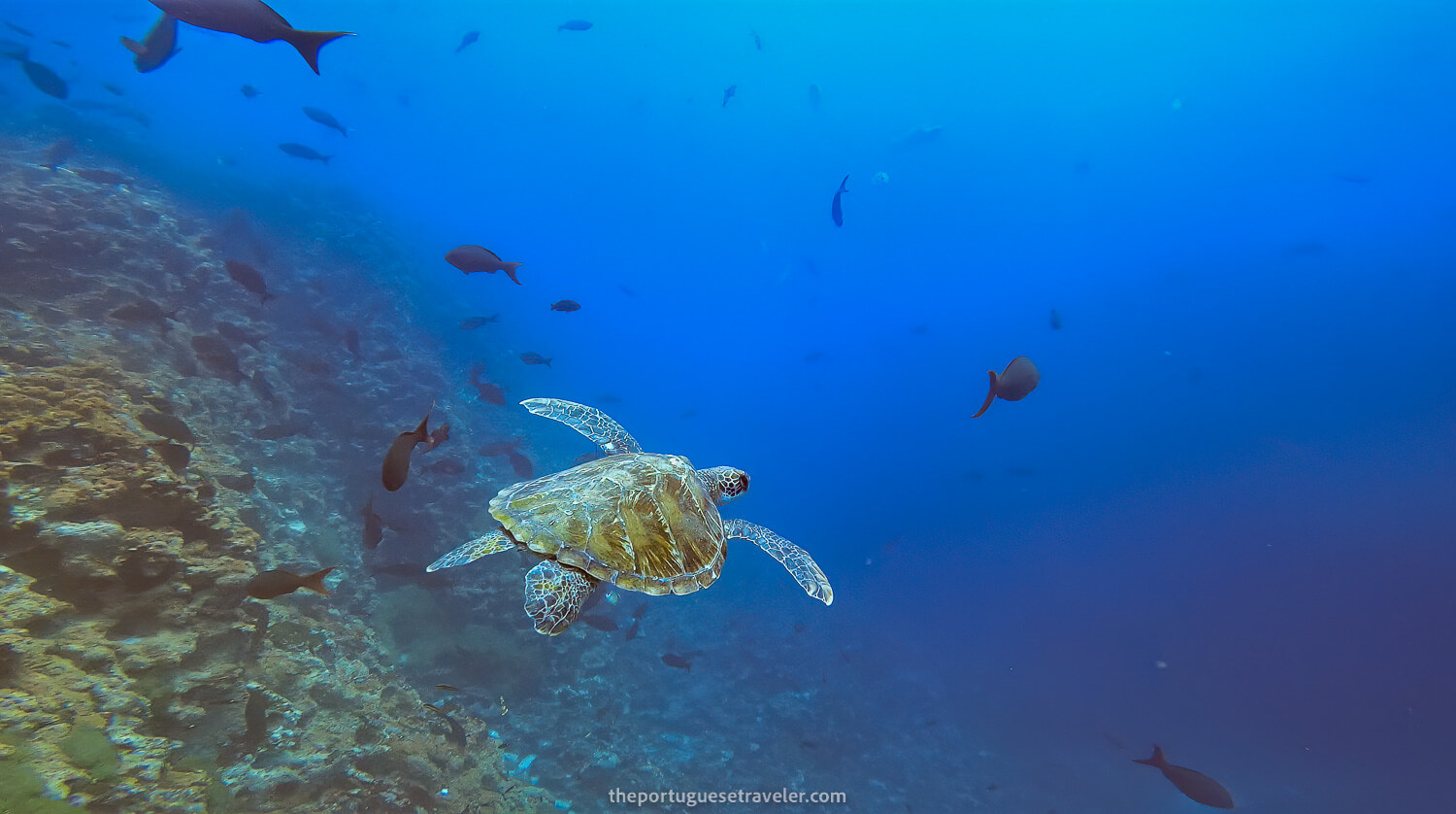 A green turtle on the first dive in Gordon Rocks dive site in Santa Cruz, Galápagos