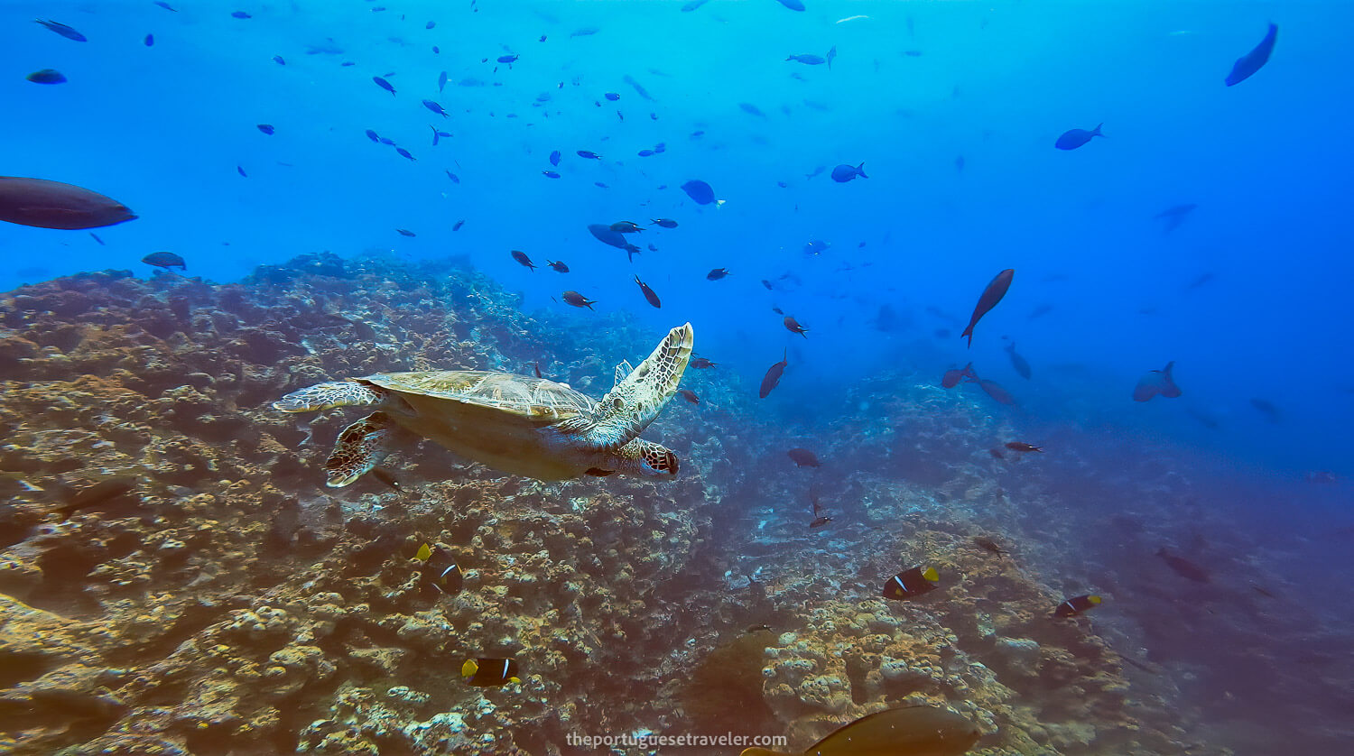 A green turtle on the first dive at Gordon Rocks dive site