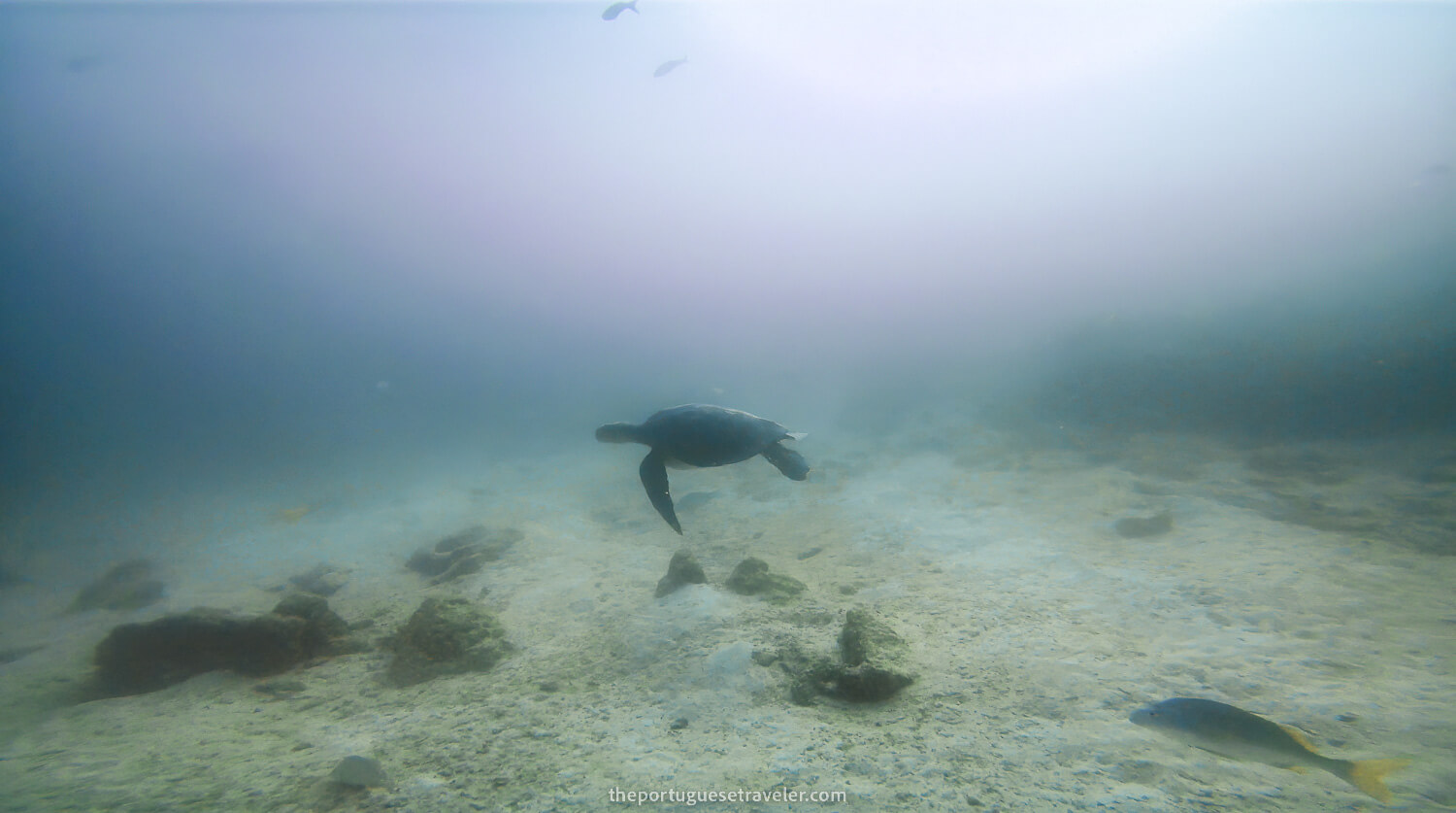 A green turtle at Mosquera Divesite