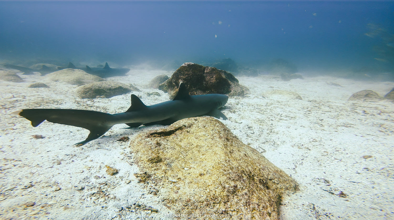 A white tip reef shark in North Seymour island