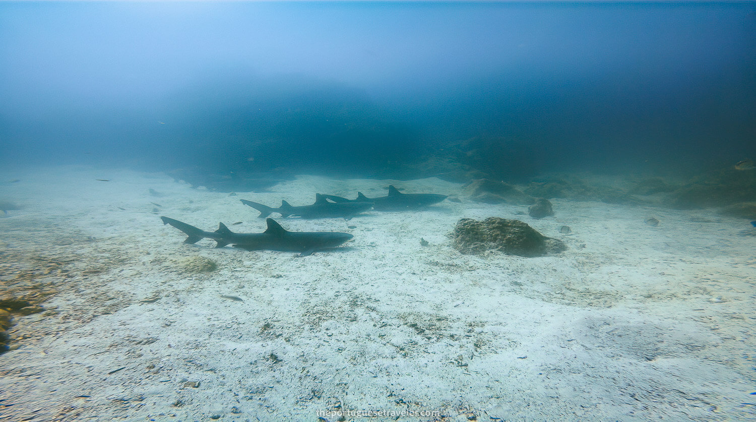 A white tip reef shark parking lot in North Seymour island