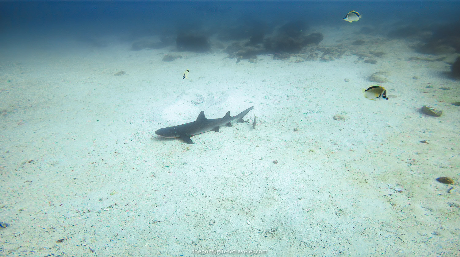 A white tip reef shark parking lot in North Seymour island