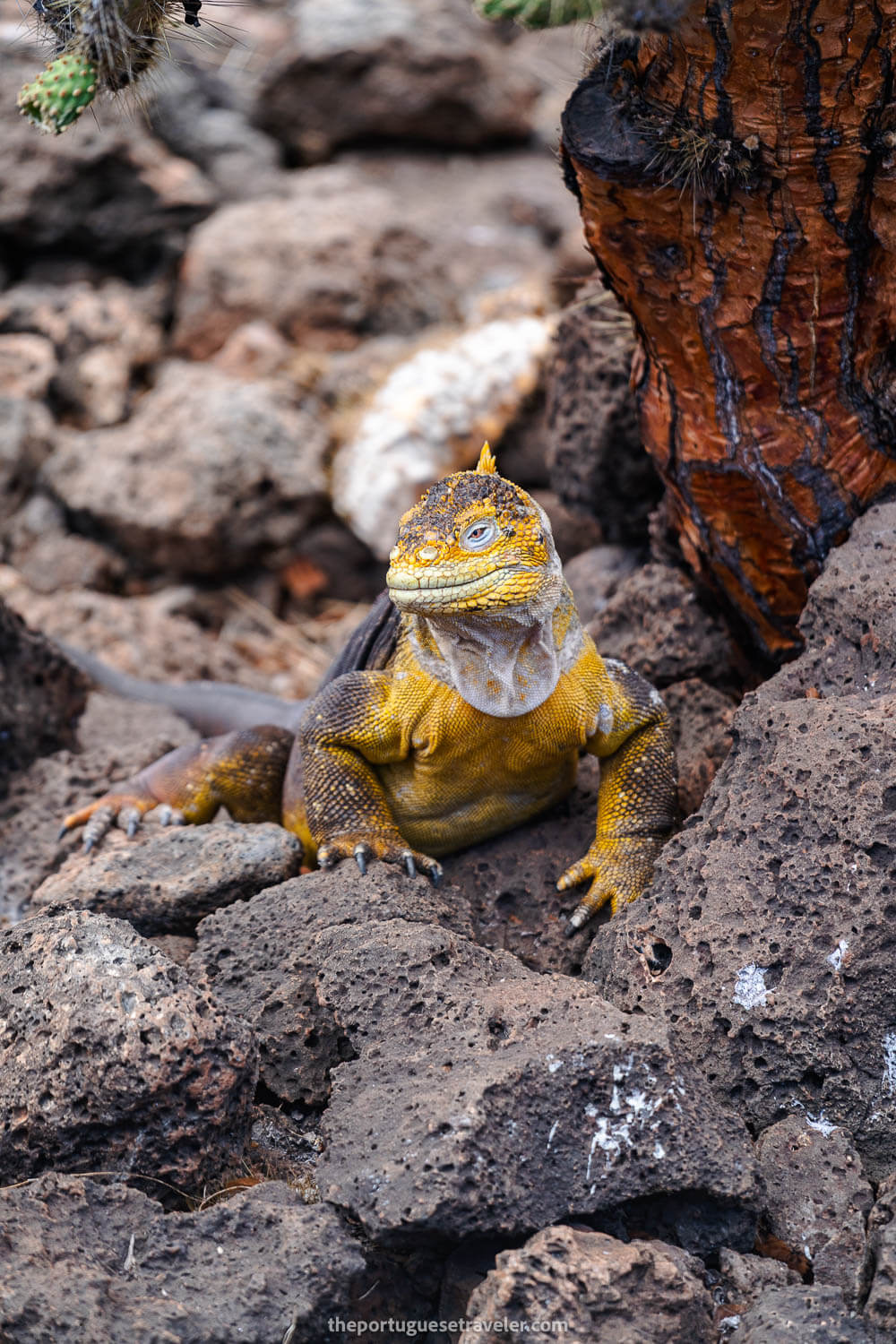 A land based iguana in South Seymour island