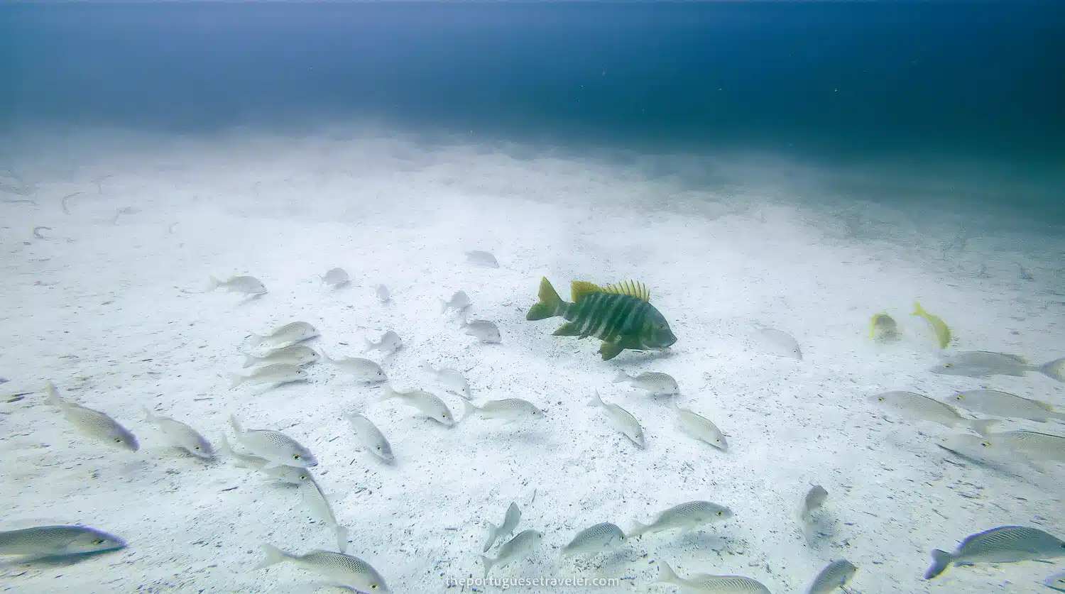 Some sort of Yellow Sheepshead in North Seymour