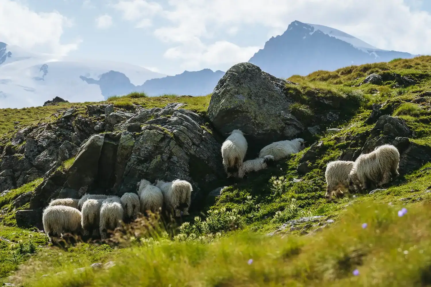 Valais Blacknose Sheeps on the Edelweissweg Trail in Zermatt