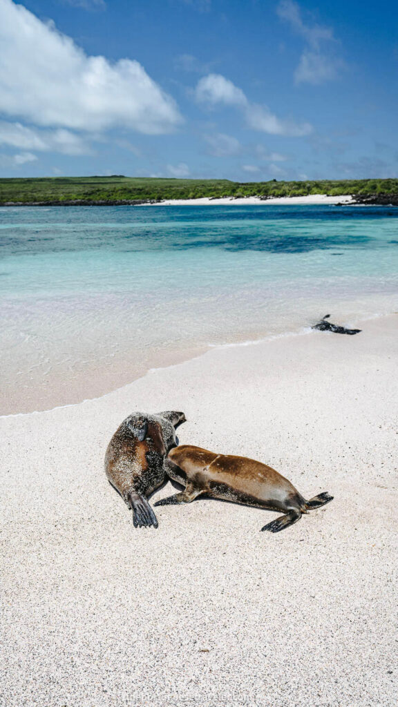 Galapagos on a budget cover