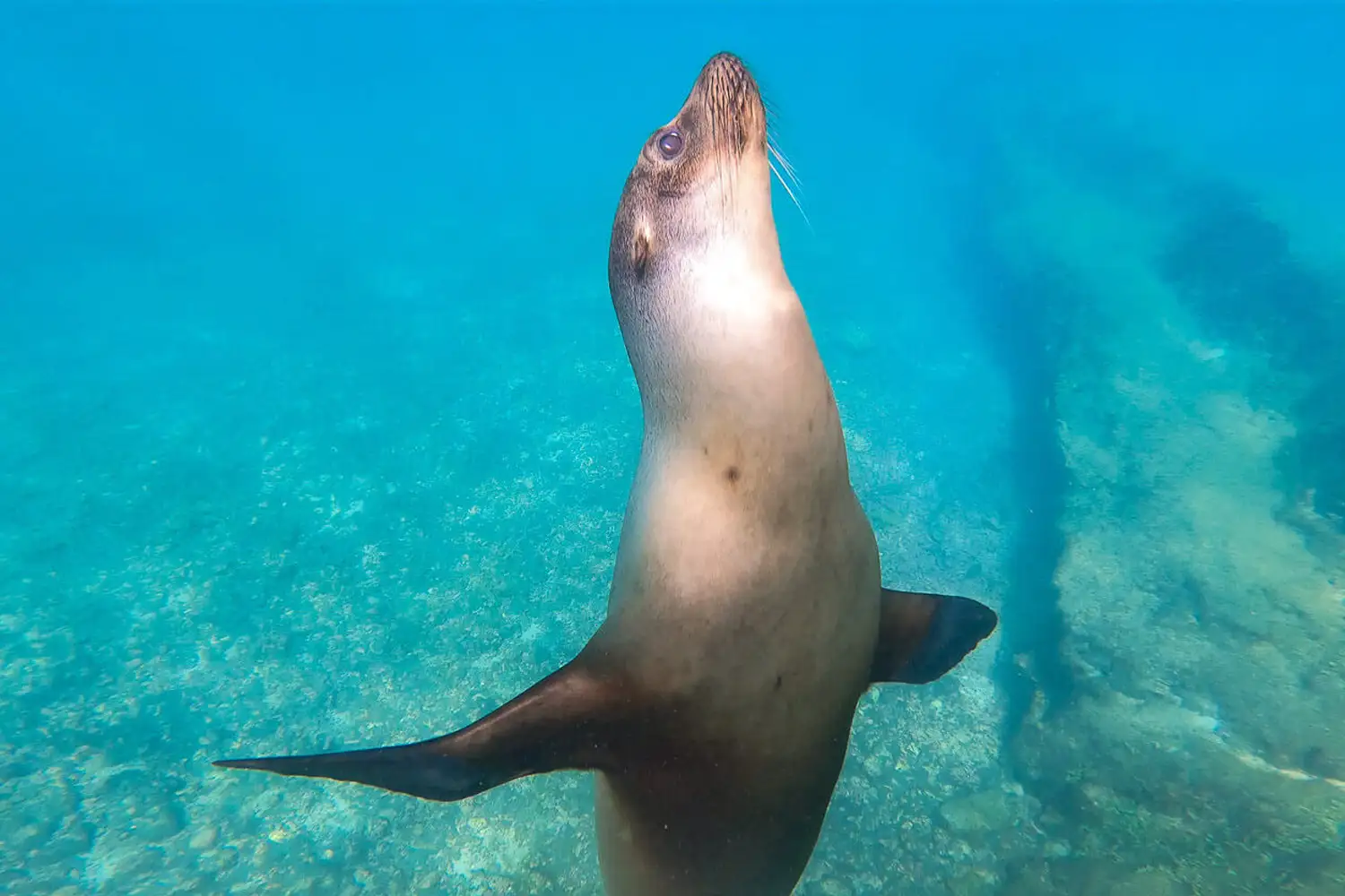 A Sea Lion in Los Tuneles Tour, inlcuded in the best Galapagos Itinerary