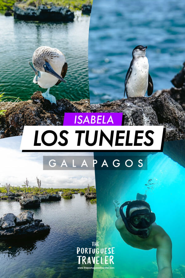 Los Tuneles Tour in Isabela Island, Galapagos