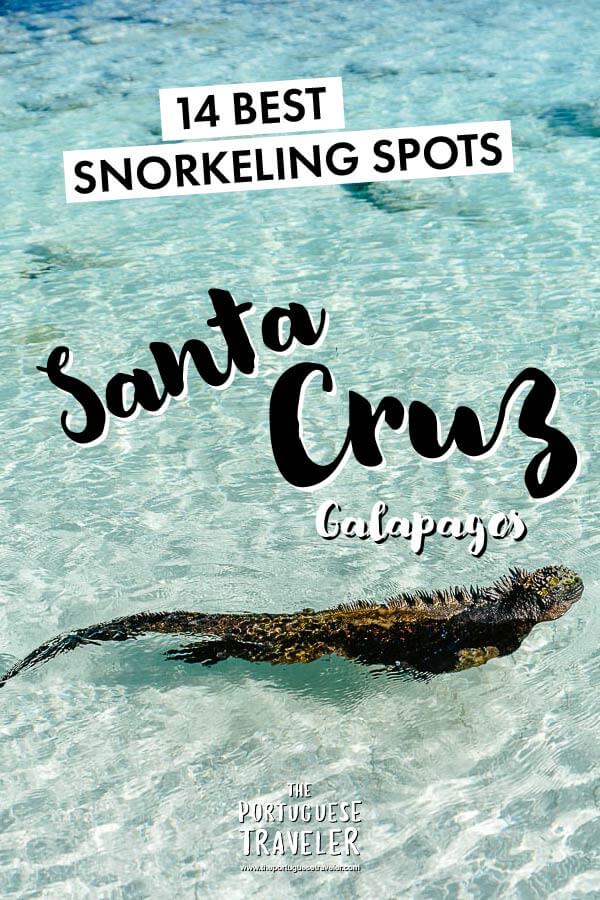 14 BEST SNORKELING SPOTS IN SANTA CRUZ GALAPAGOS