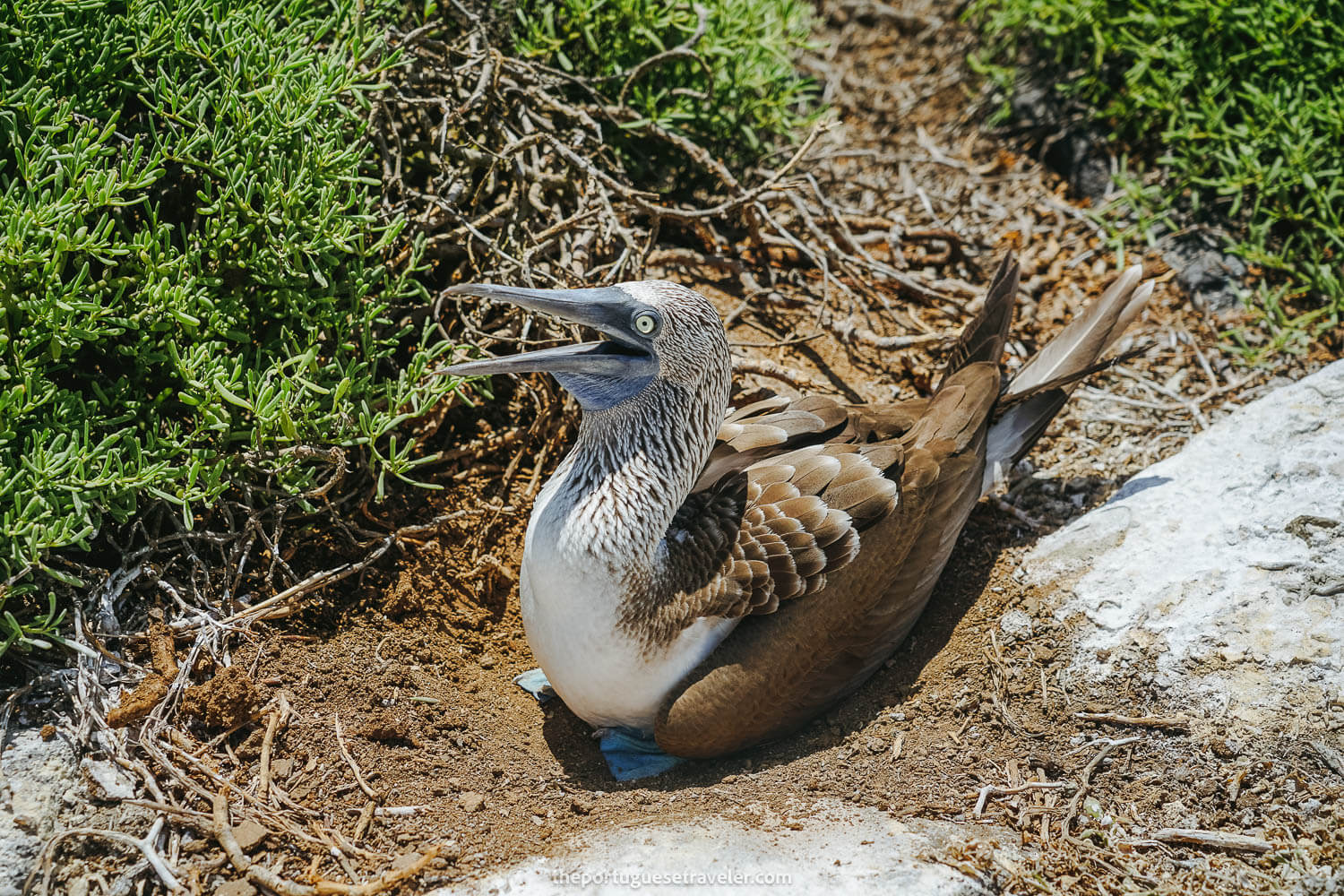 A blue-footed booby in Espanola Island