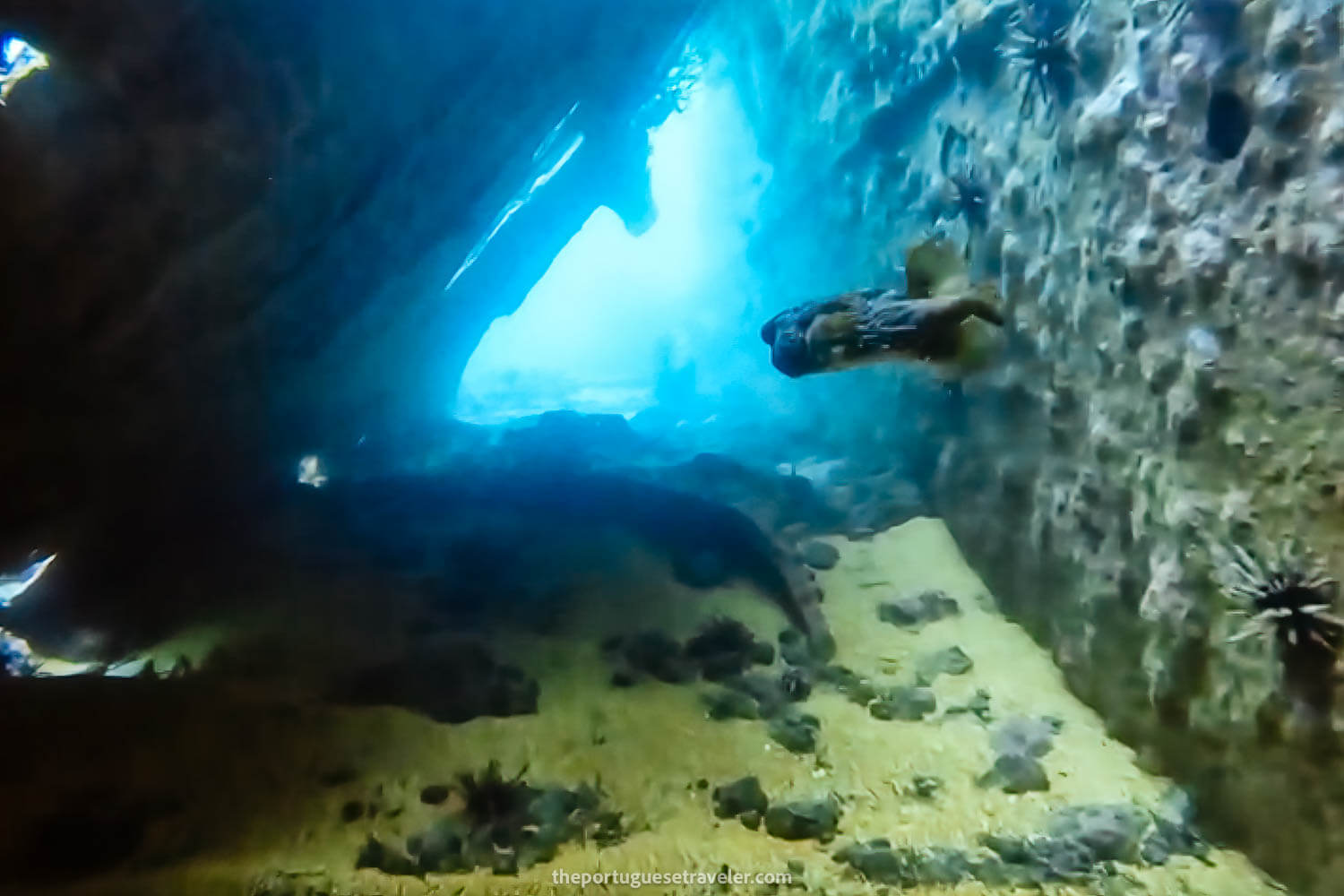 The inside of the wreck with a pufferfish