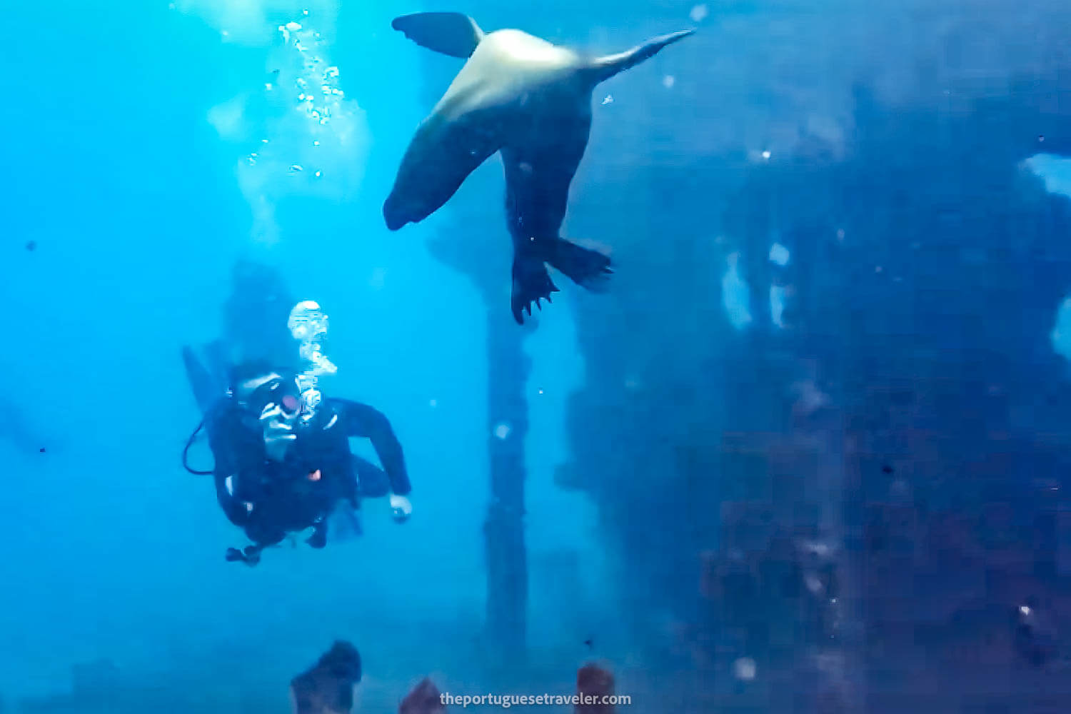 A sea lion on the Carawa Wreck