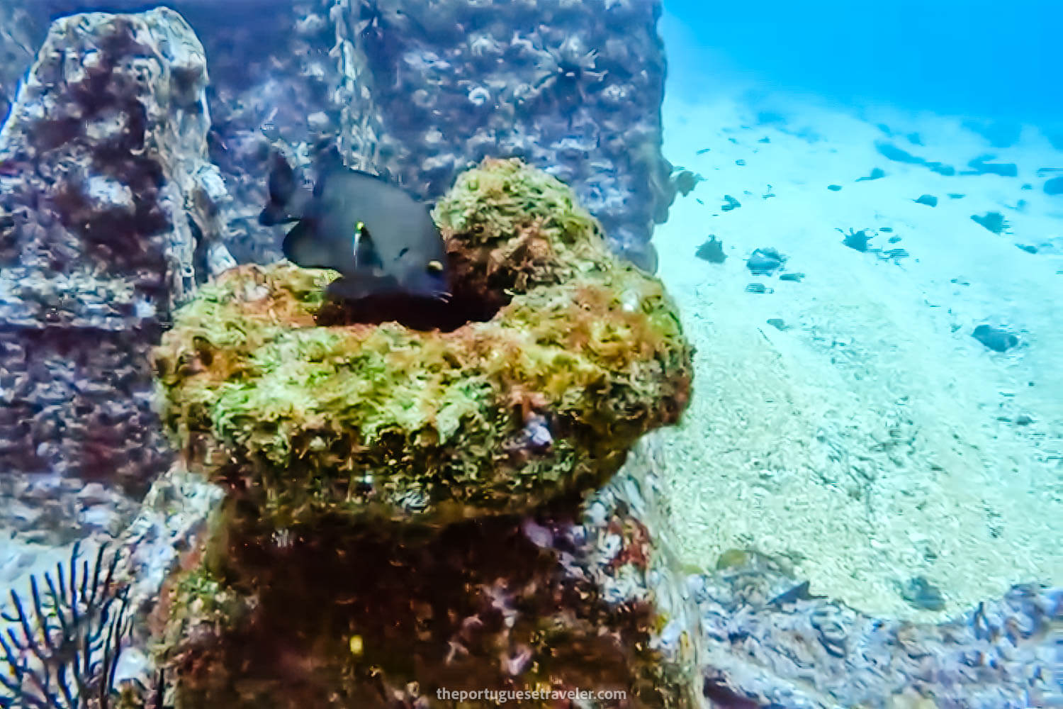 Its home cleaned of sea urchins