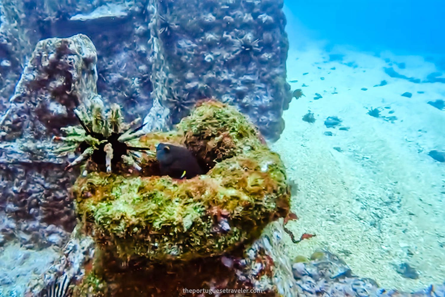 A fish cleaning out its home at the wreck