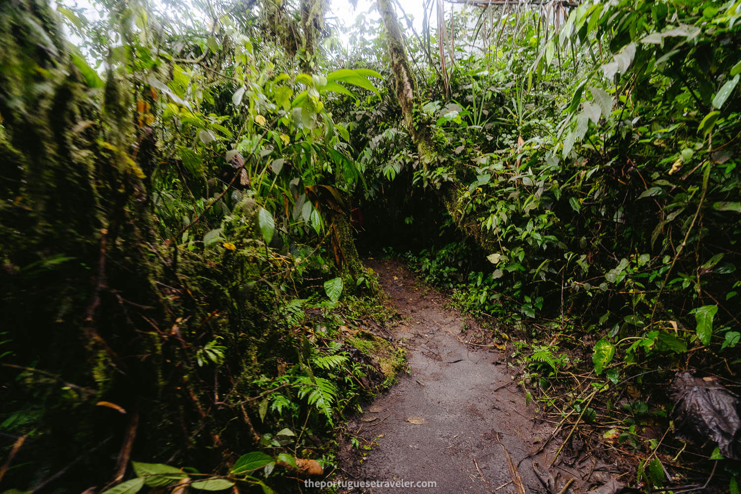 The entrance to the rainforest section of the path