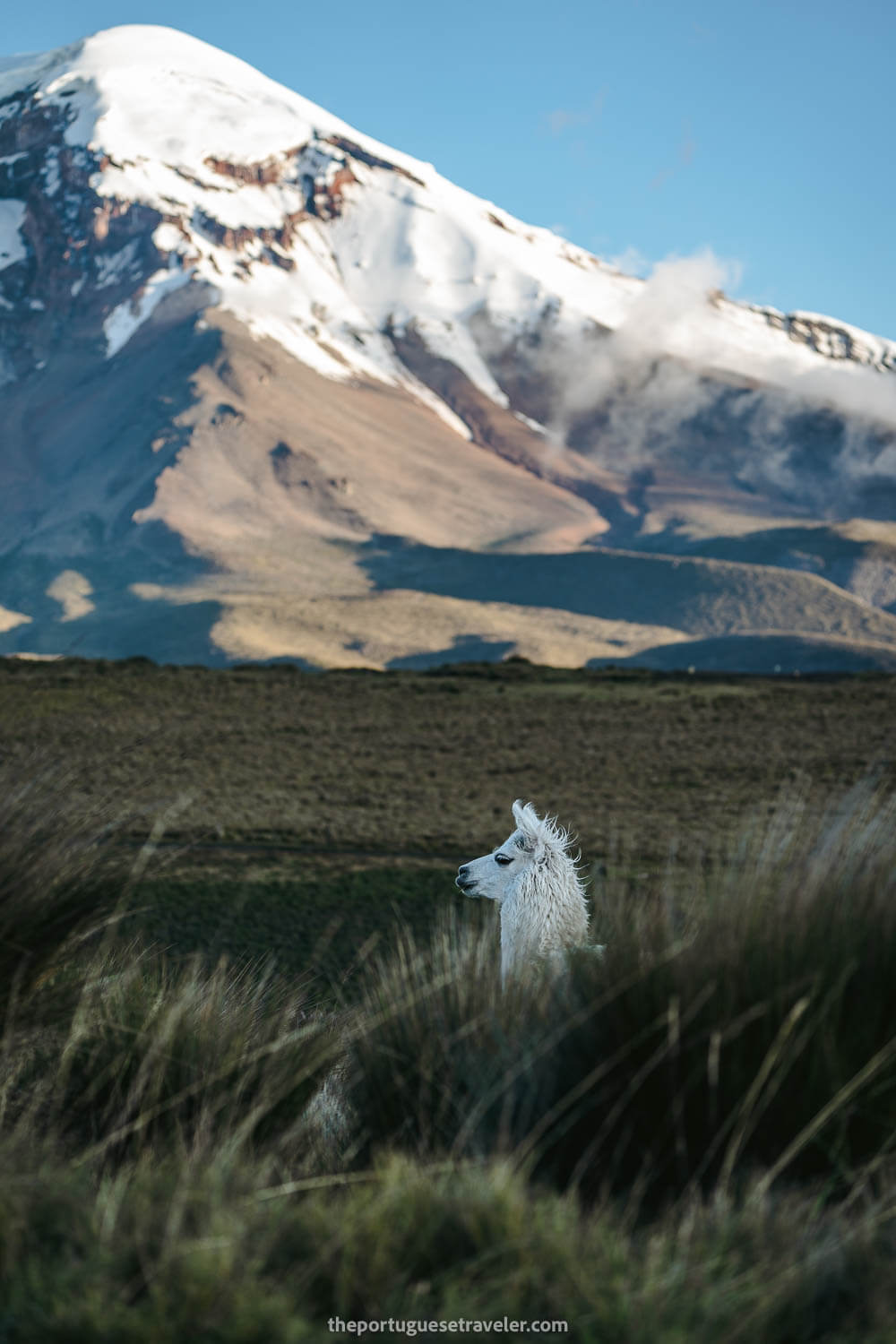 The white llama and the white volcano