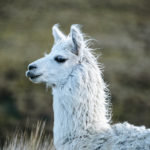 The white llama saying goodbye