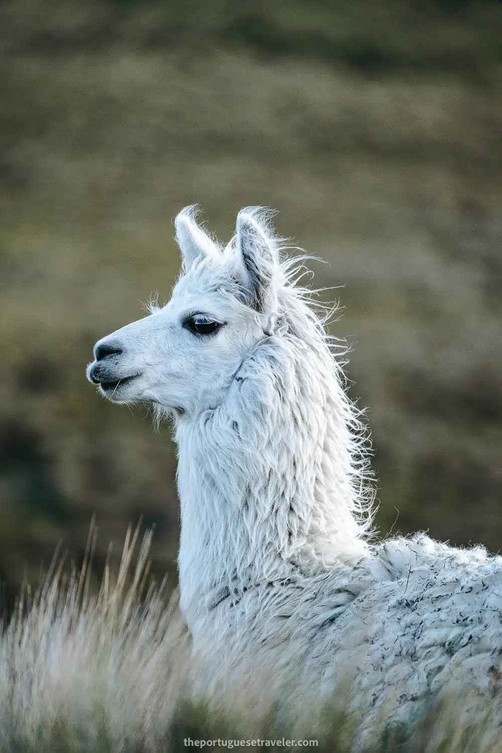 The white llama saying goodbye