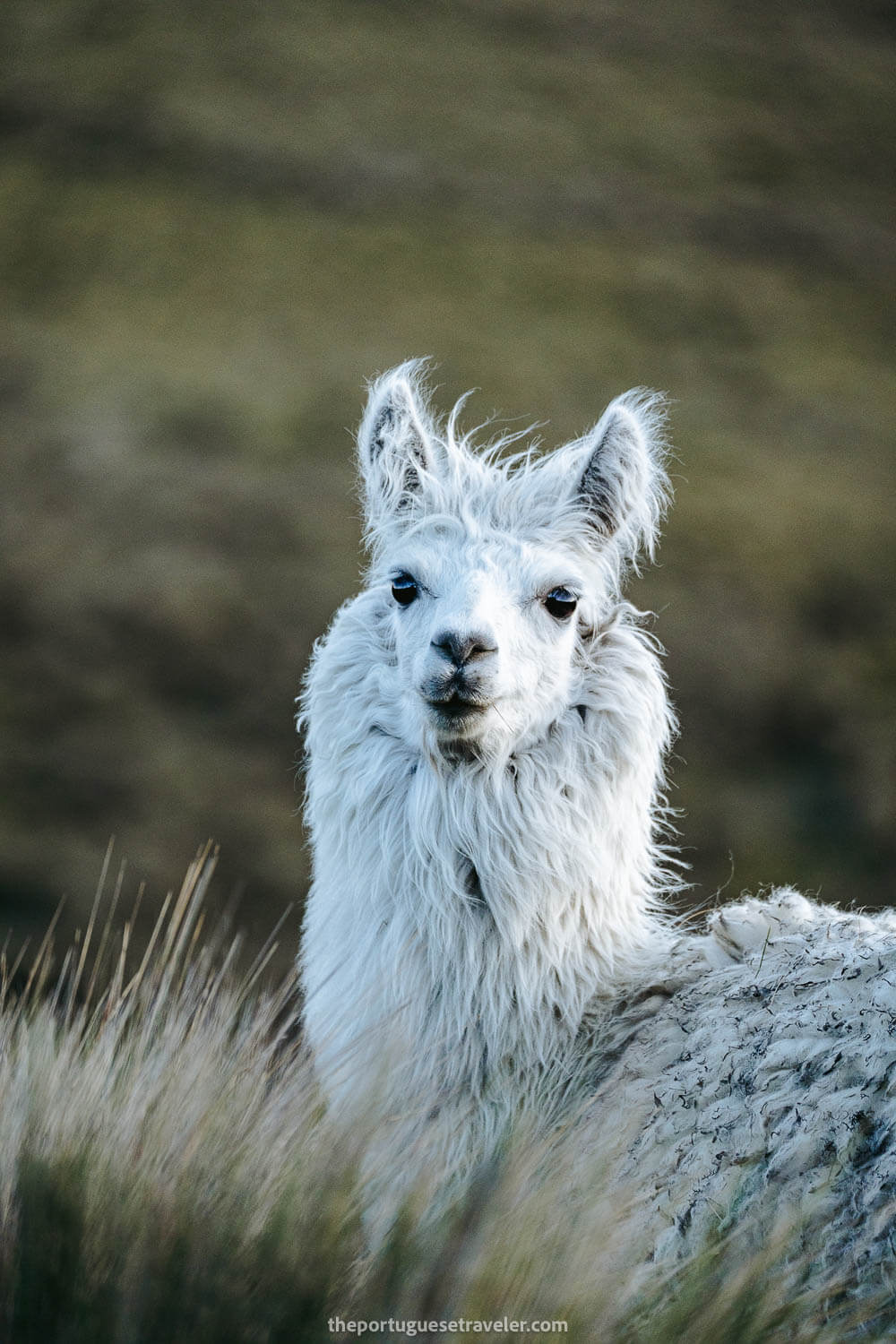 A llama on the reserve