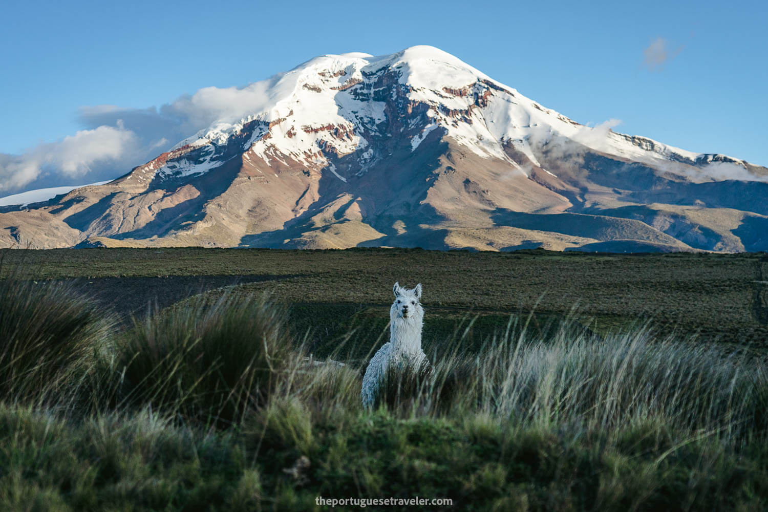 A llama and Chimborazo behind