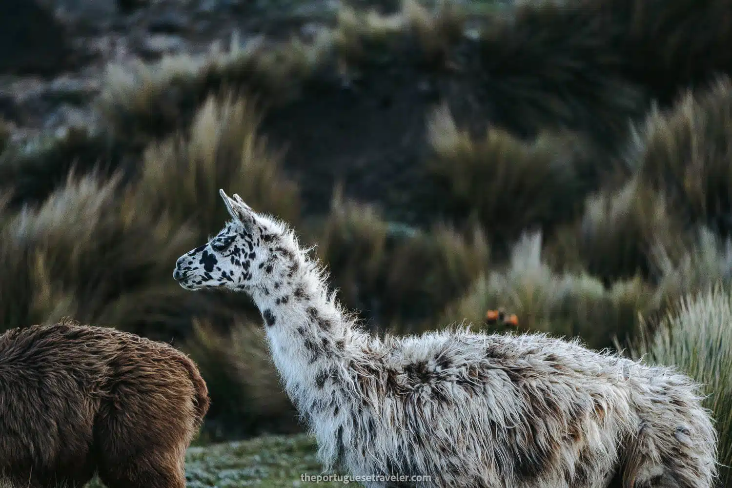 A Dalmata-llama