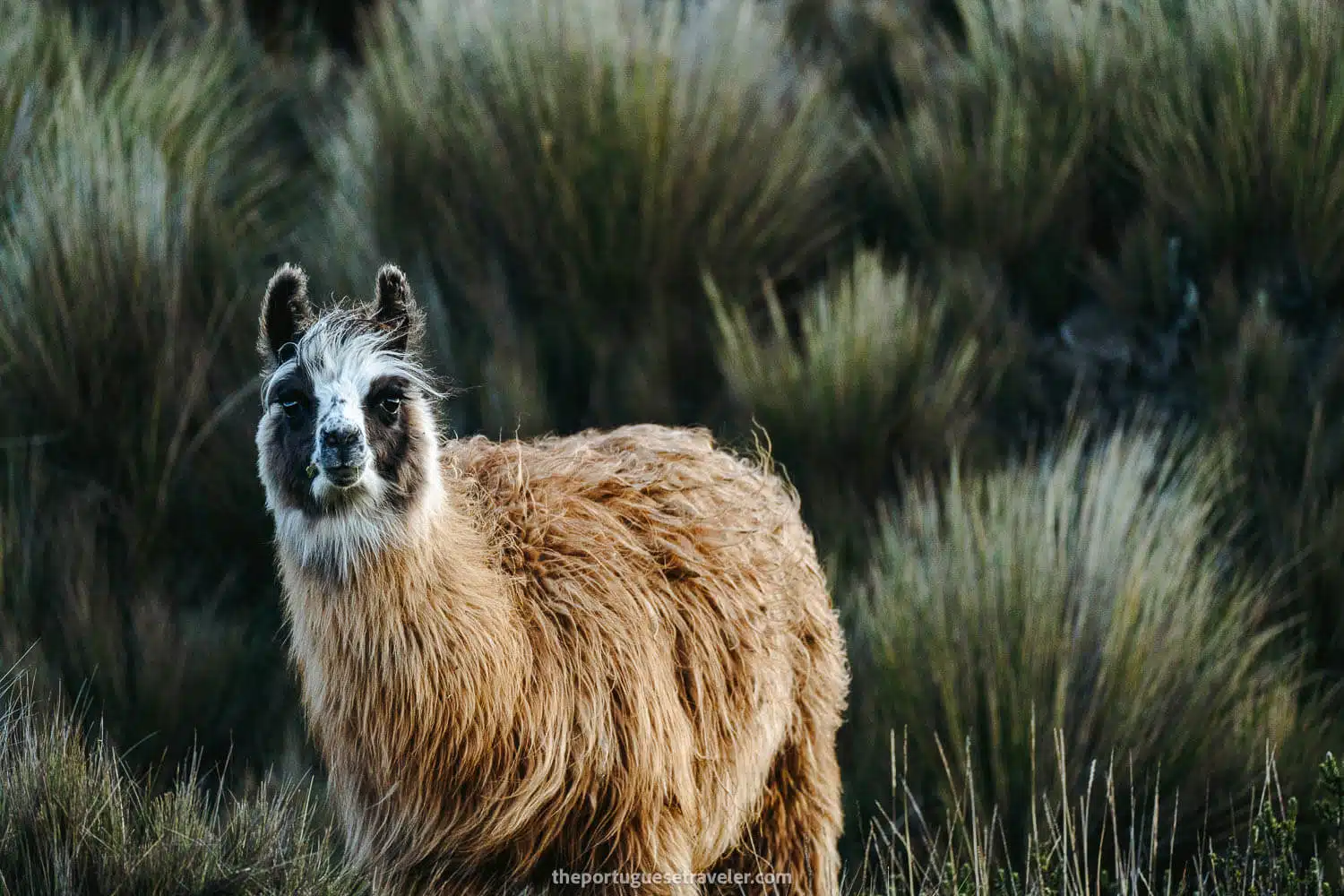 A Panda-llama looking at us too