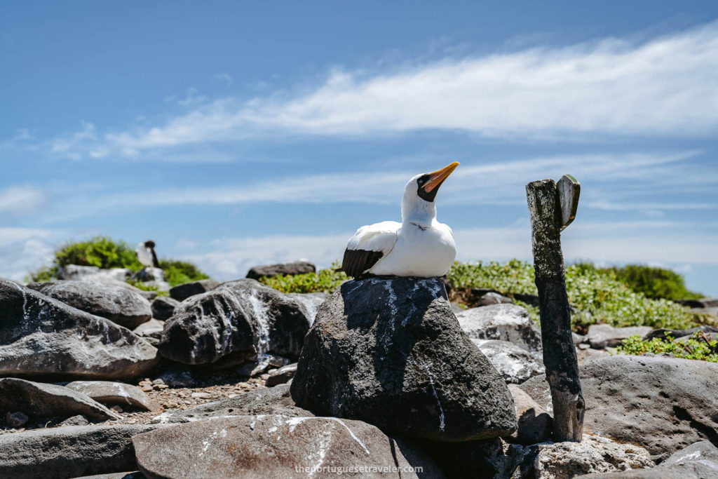 A Nazca Booby