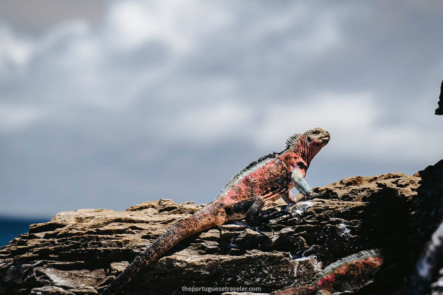 Pink and Green Christmas Iguana in Espanola Island