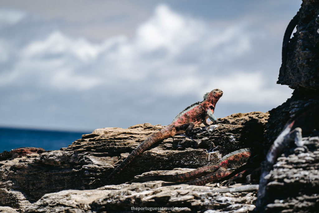 Christmas Iguana in Punta Suarez