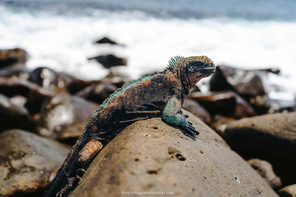 Pink and Green Christmas Iguana in Espanola Island