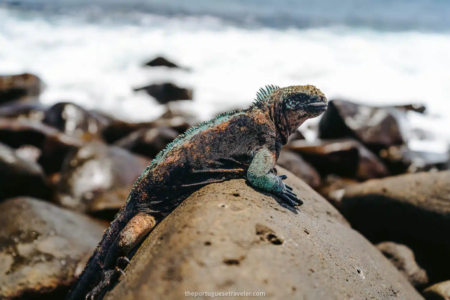 Pink and Green Christmas Iguana in Espanola Island