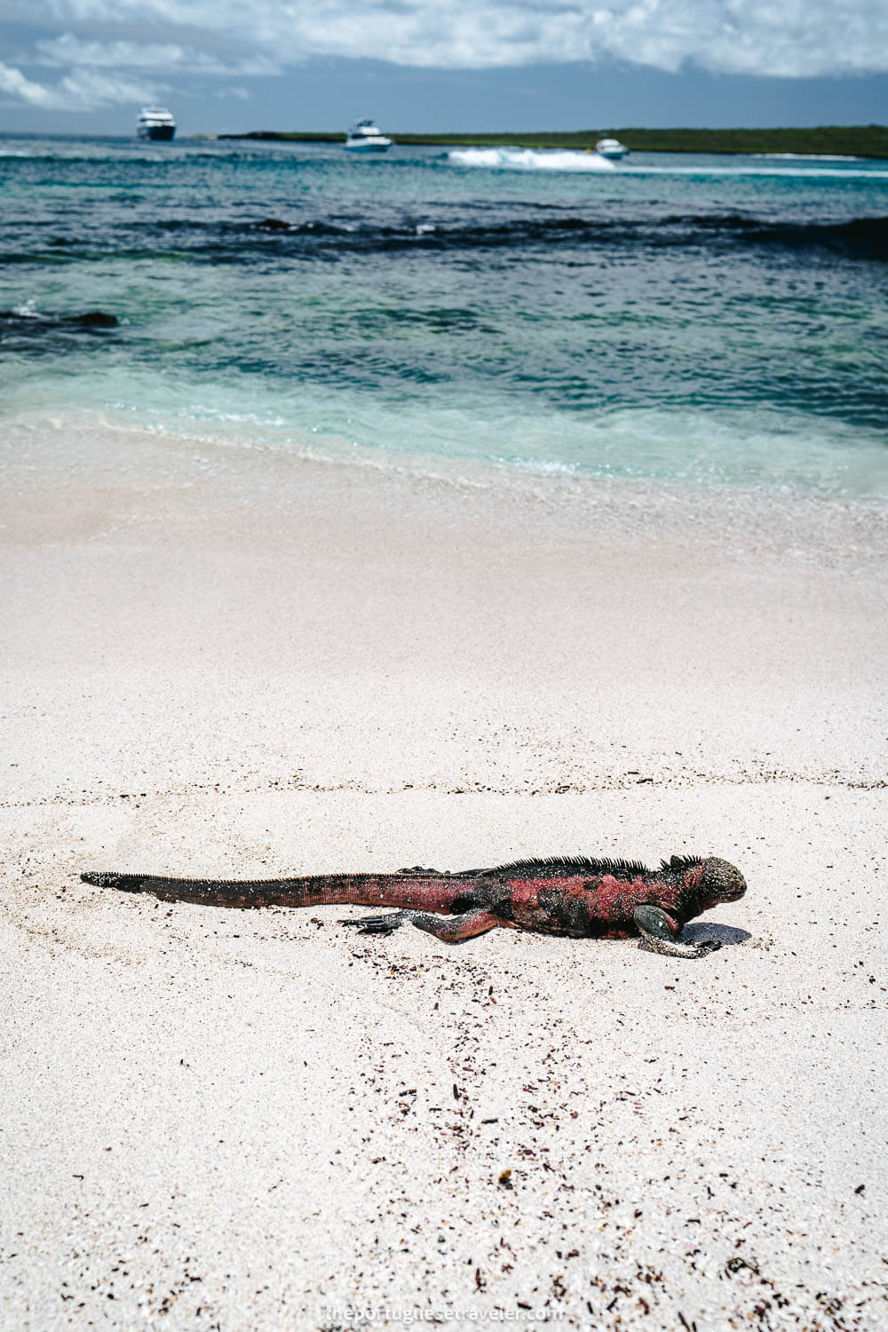 A Red iguana on the beach