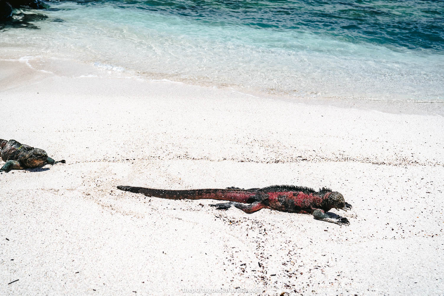 A red christmas iguana on the beach on the Espanola Island Tour