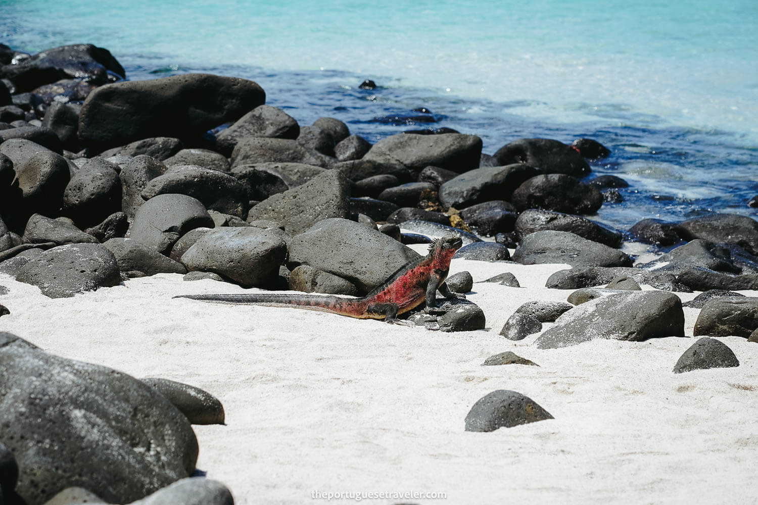 Red christmas iguana