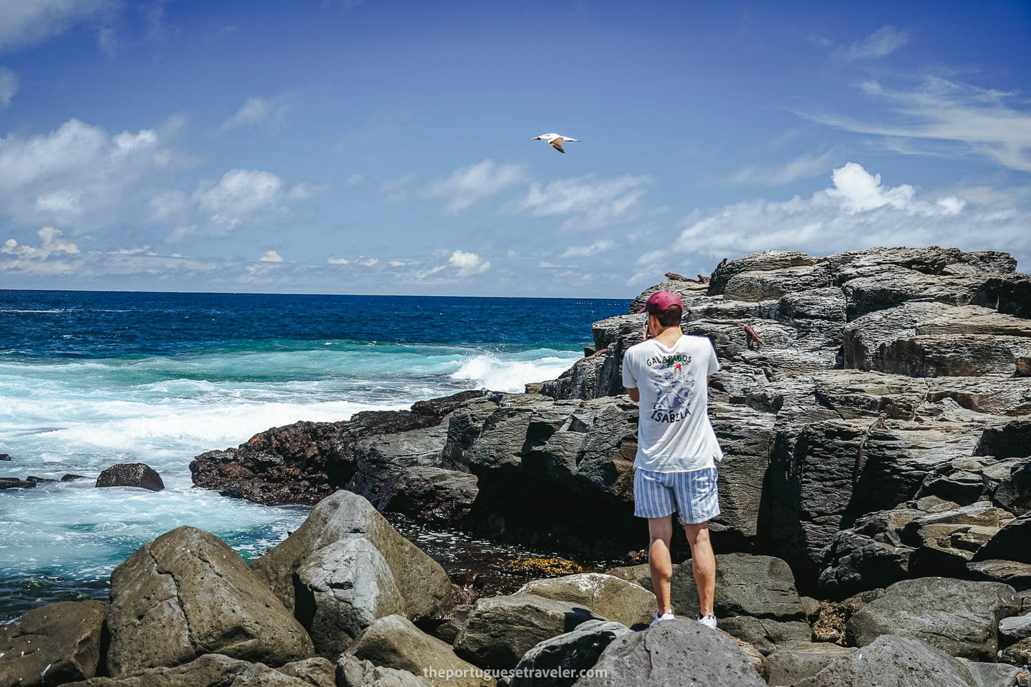 Me capturing some interesting iguanas