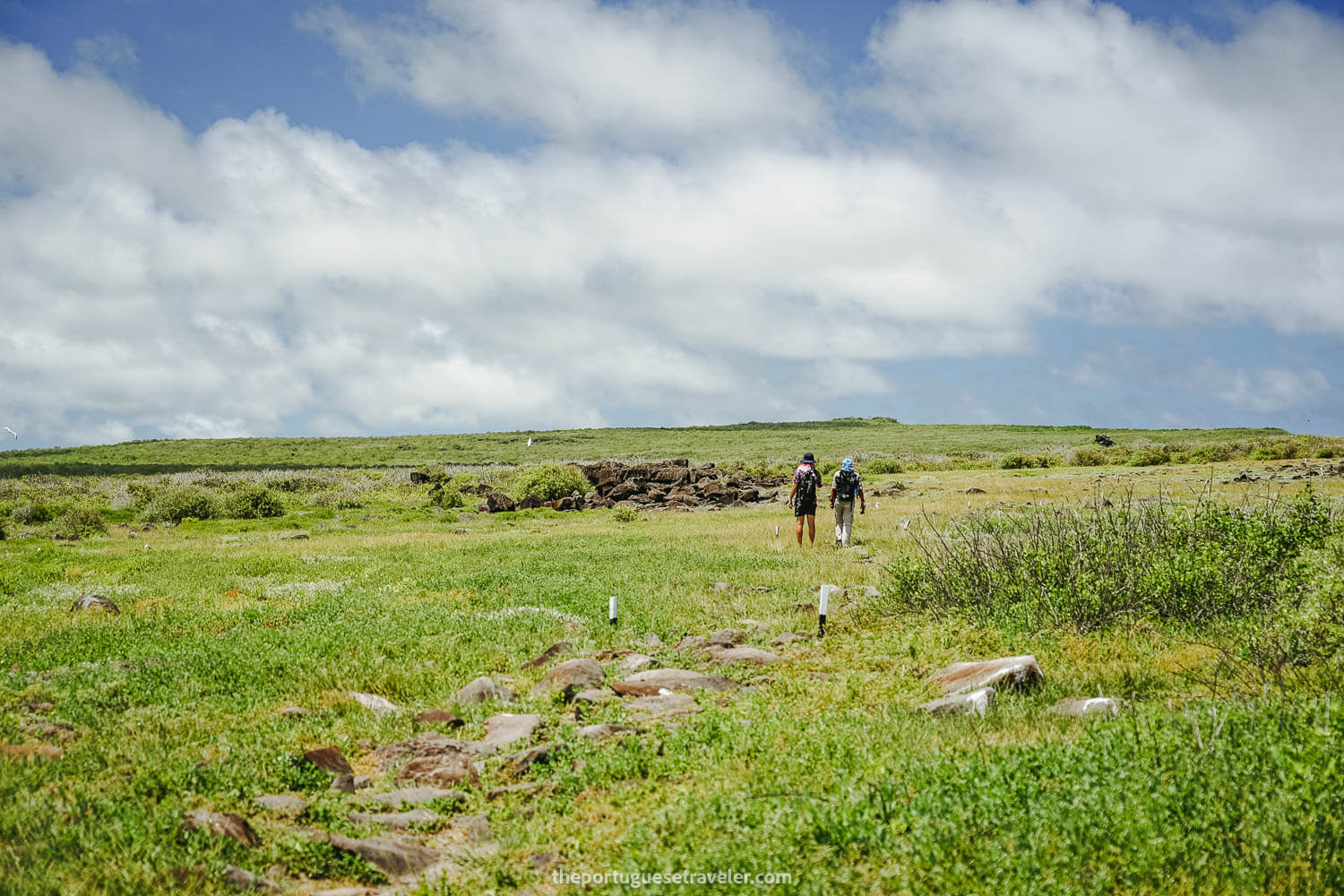 The path to the coastal area packed with Waved Albatrosses