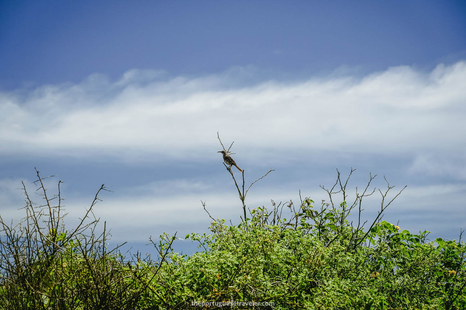 An Española Mockingbird on the Espanola Island Tour