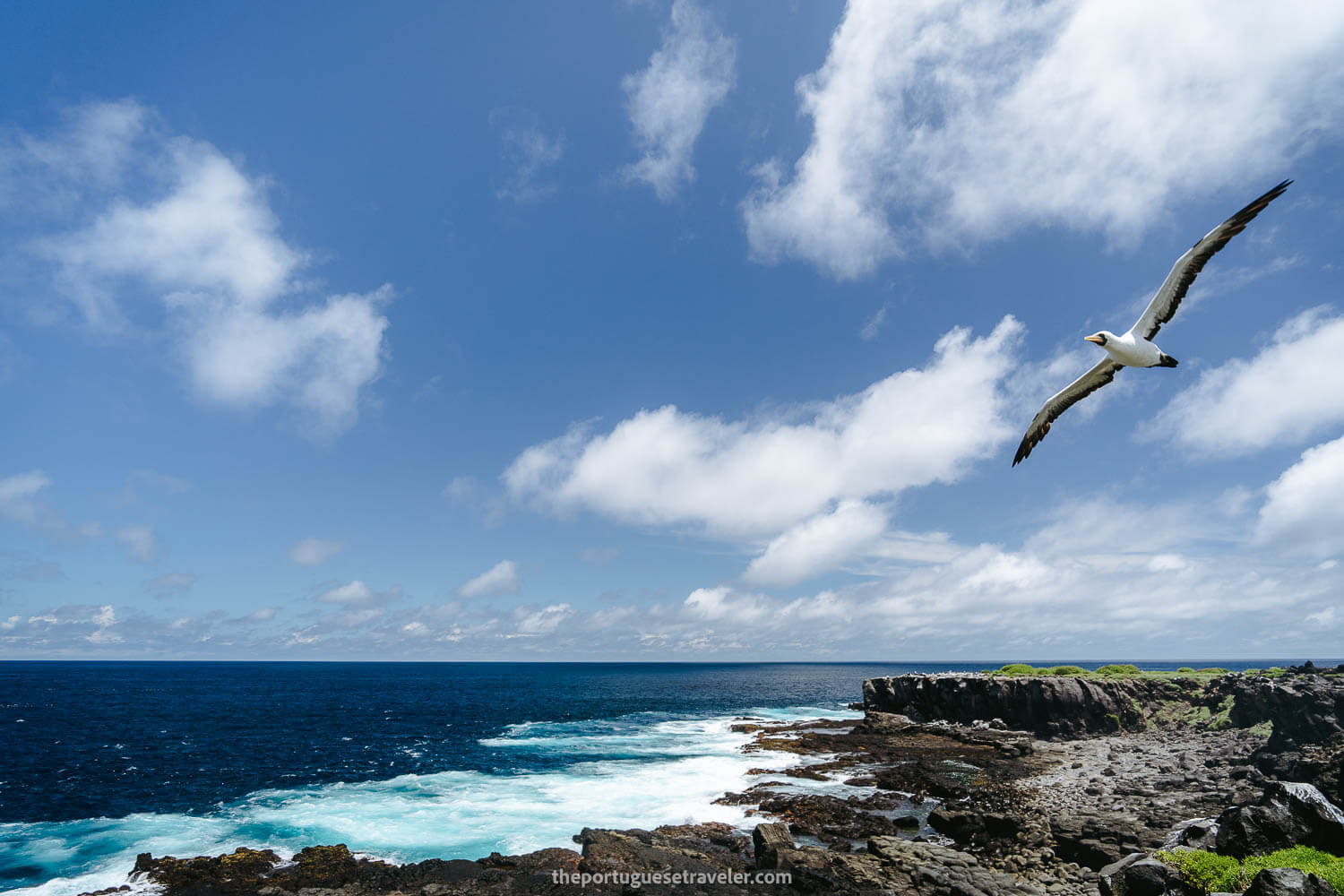 Nazca Boobies flying around the coast