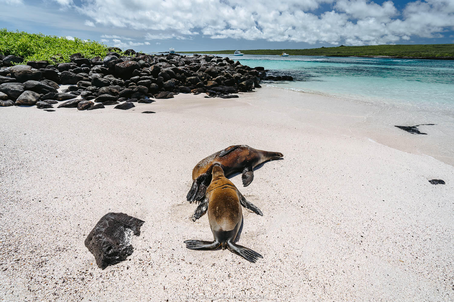 The Sea lions feeding on the white sandy beach on the Espanola Island Tour