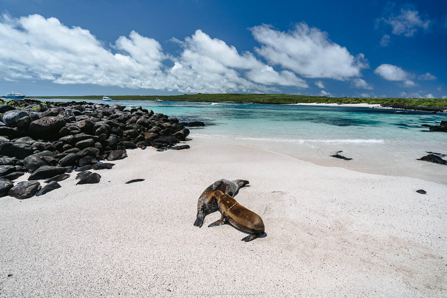 Sea lions on the beach at Punta Suarez