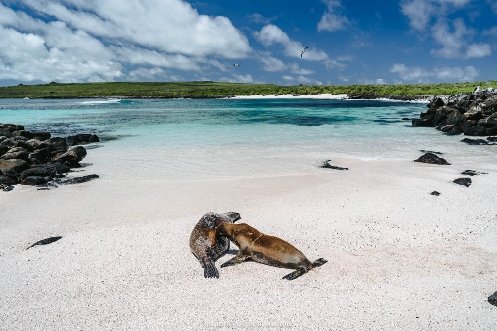 Sea lions on the beach at Punta Suarez in Espanola Island, Galapagos