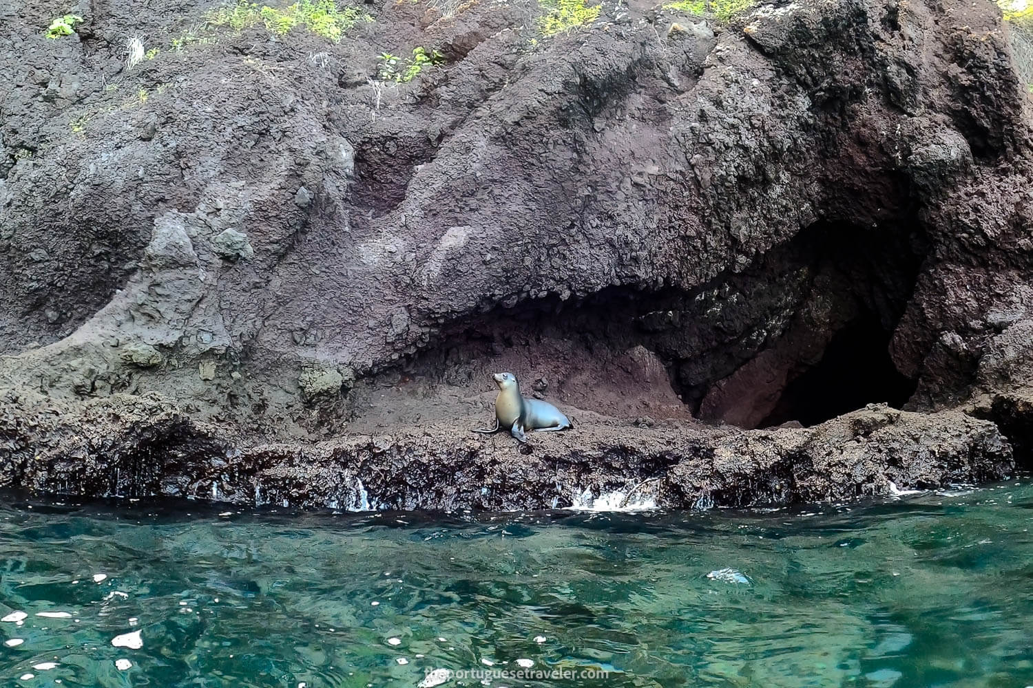 A sea lion resting on the rocks at Gardner Islet on the Espanola Island Tour