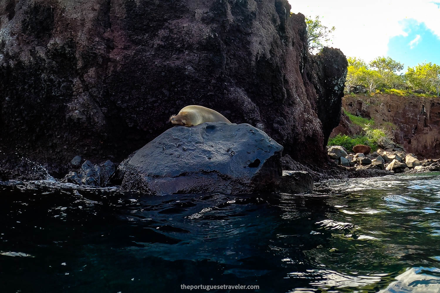 A sea lion resting on the rocks at Gardner Islet on the Espanola Island Tour