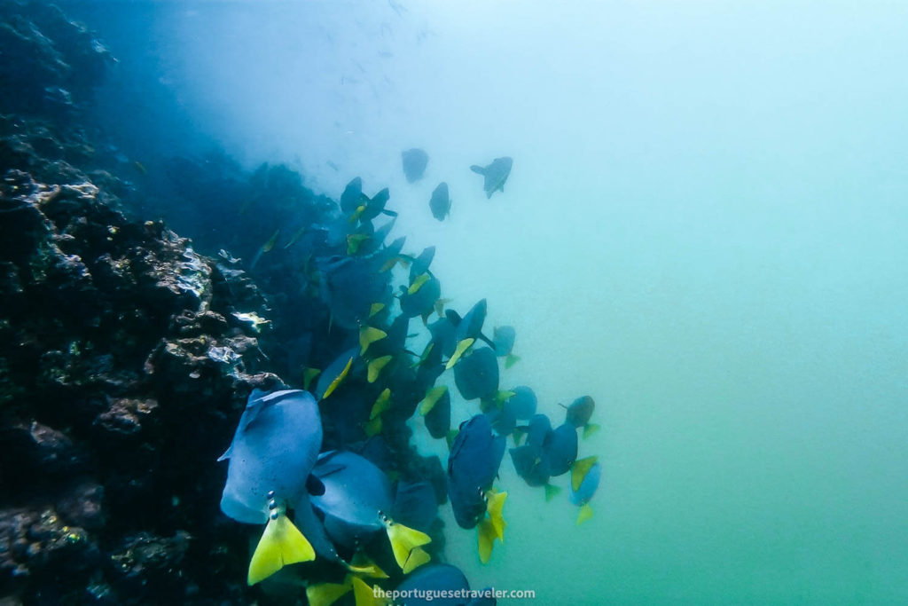 Tropical Fish while snorkeling at Gardner Islet