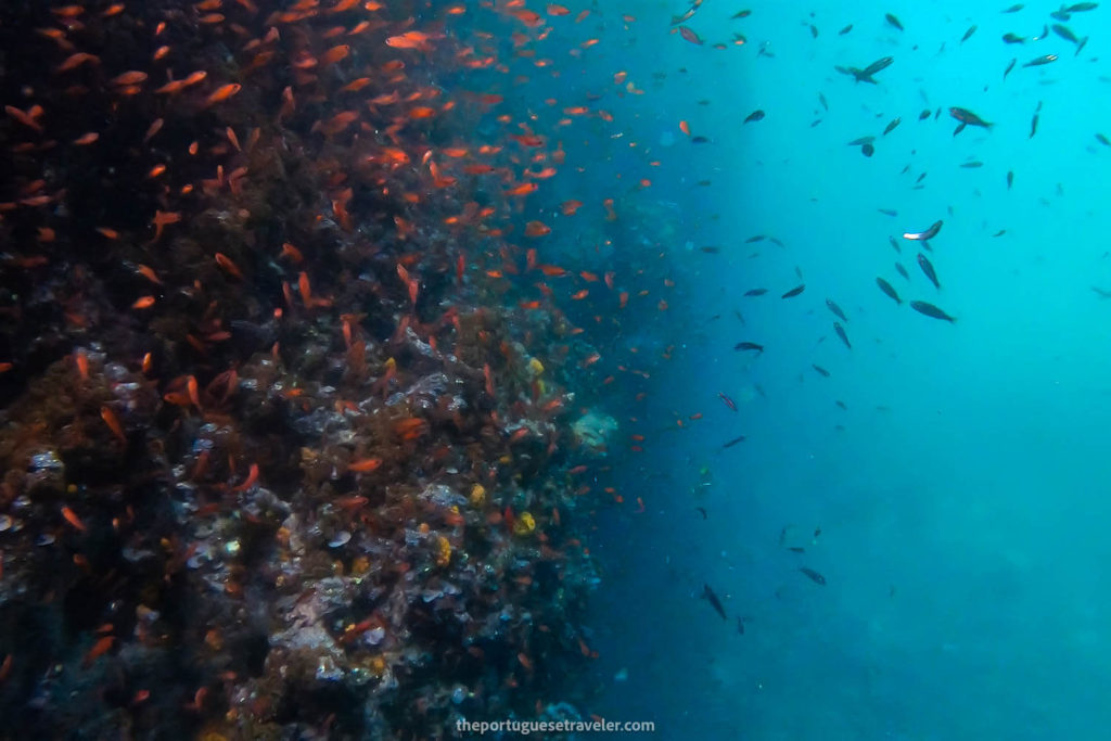 More Tropical fish while snorkeling on the Espanola Island Tour